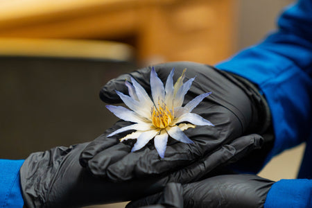 What Makes Blue Lotus So Unique Among Relaxing Herbs?