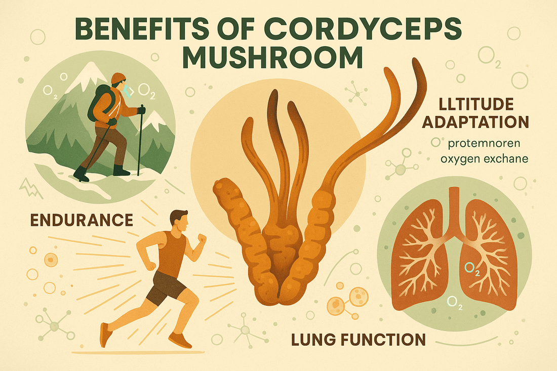 How Cordyceps Helps with Altitude, Endurance & Lung Function