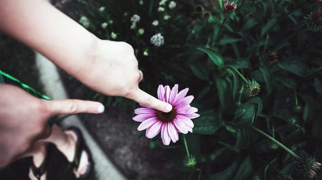 Echinacea for Kids: Is It Safe and Effective?