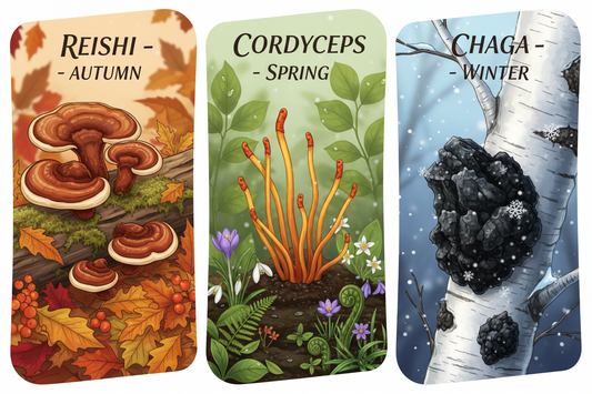 Reishi vs Cordyceps vs Chaga: Which One Fits Your Season?
