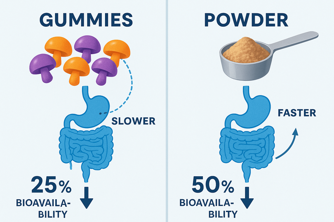 Shroom Gummies vs. Powders: Which Absorbs Better?